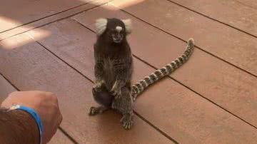 Reprodução/ Vídeo/ TikTok  @ingridautulo