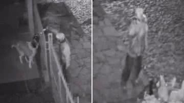 Reprodução/TikTok @graazip_