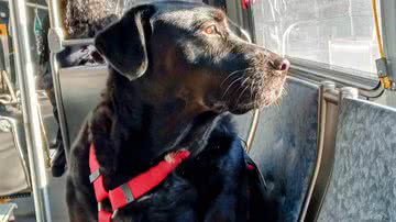 Reprodução/Facebook/Eclipse Seattle's Bus Riding Dog