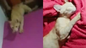 Reprodução/TikTok @juliaaisla_