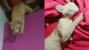 Reprodução/TikTok @juliaaisla_
