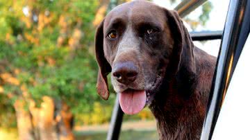 Tracy Jane Shaw por Pixabay