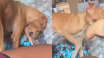 Reprodução/TikTok @fabilima40