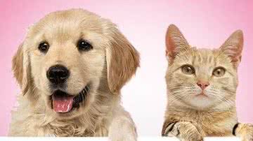 Reprodução/Instagram  @diretoriaanimalsalvador