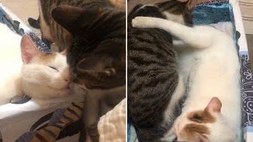 Reprodução/TikTok @apoloyluna2michis