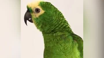 Reprodução/ Vídeo/ TikTok @kriandokalo