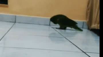 Reprodução/ Vídeo