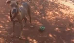 Reprodução/ Vídeo