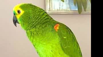 Reprodução/ Vídeo