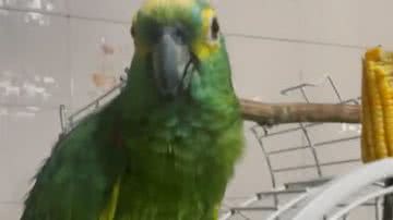 Reprodução/ Vídeo