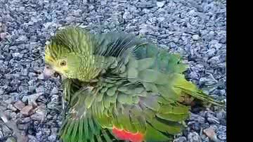 Reprodução/ Vídeo