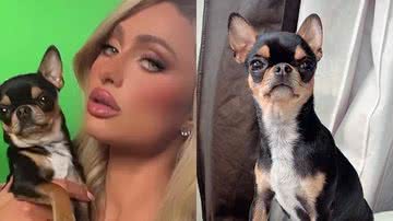 Reprodução/Instagram @parishilton @hiltonpets