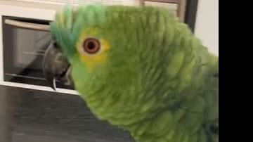 Reprodução/ Vídeo