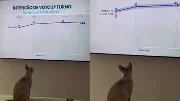 Reprodução/TikTok @aline.carvalho1234