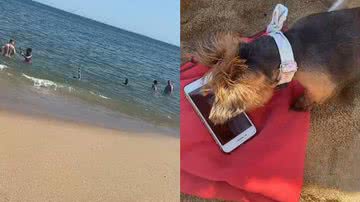 Reprodução/TikTok @lolabrambi