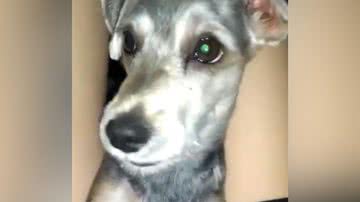 Reprodução/TikTok @vit_loira