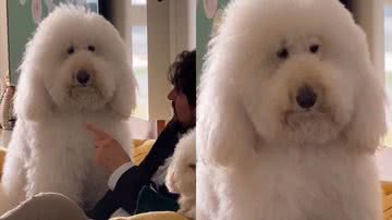 Reprodução/Instagram @bredypett