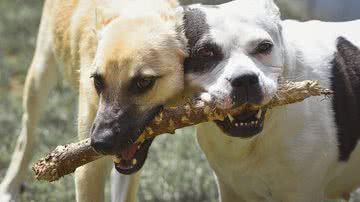 Reprodução/Pixabay