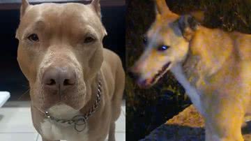 Reprodução/TikTok @pitbulldraxx