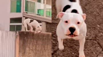 Reprodução/TikTok @ricaardo.p