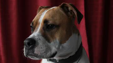 rebekkaneumann por Pixabay