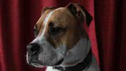 rebekkaneumann por Pixabay