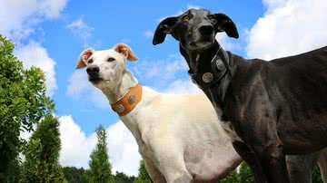 Susi Anderl por Pixabay