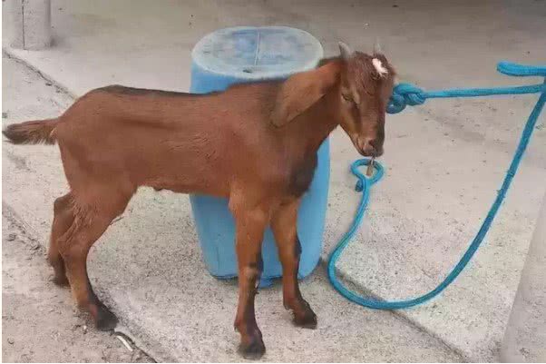 Divulgação/Proteção Animal de Porteirinha