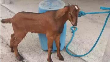 Divulgação/Proteção Animal de Porteirinha