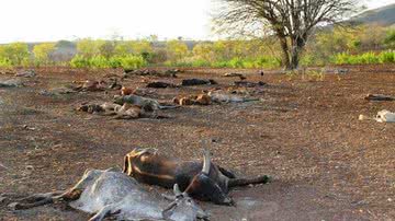 Divulgação/Redes Sociais