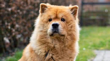 Reprodução/Pixabay