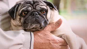 Winterseitler por Pixabay