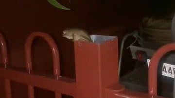 Reprodução/ Vídeo