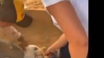 Imagem Bolsonarista queima boi com número de urna do presidente; veja vídeo