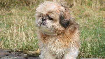 Michelle por Pixabay