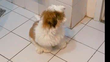 Reprodução/ Vídeo