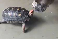 Reprodução/ Vídeo