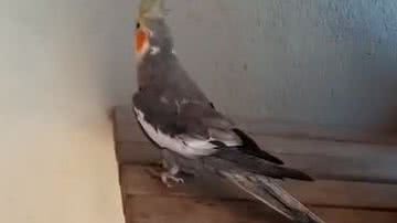 Reprodução/ Vídeo