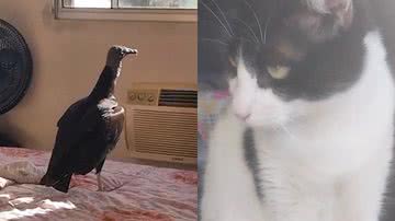 Reprodução/TikTok @neito19488