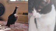 Reprodução/TikTok @neito19488