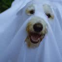 Susan Flores por Pexels