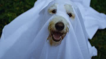 Susan Flores por Pexels