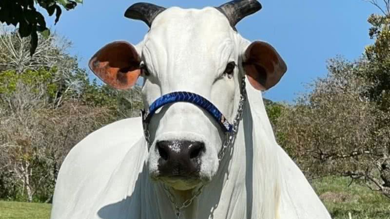 Leilão de vaca nelore registra recorde no país; confira valor