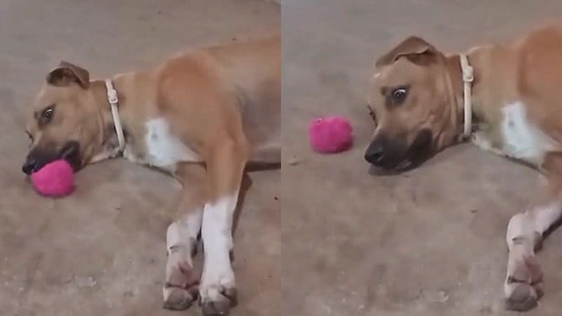 Reprodução/TikTok @caramelo7900