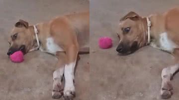 Reprodução/TikTok @caramelo7900