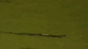 Foto: Reprodução Redes Sociais