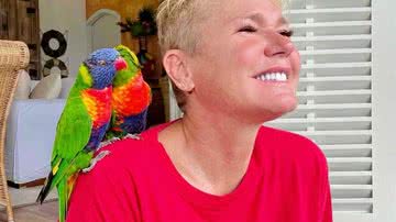 Reprodução/Instagram @xuxameneghel