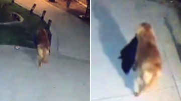 After finding clothes scattered, the owner installs a camera and solves the mystery