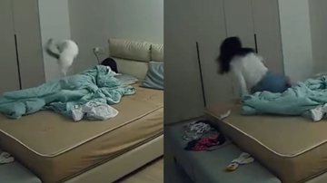 Reprodução/TikTok @pets.ciuciu22