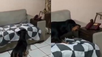 Reprodução/TikTok @marciadospets